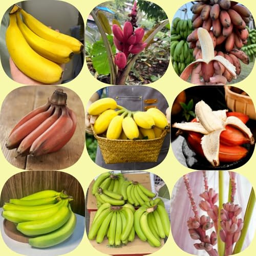semillas de plátano jardineros Árbol de plátano jardín rocas Árboles, variedades antiguas balcón semillas en 200pcs