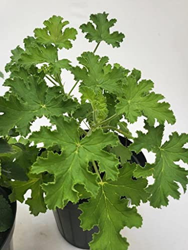 POWERS TO FLOWERS - POTHOS NEON e NEON BLU, 2 PIANTE v12cm, PER CRISTIANA piante vere