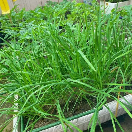 semi di aglio cipollina biologici vecchie varietà rare interno per giardino balcone 150pcs