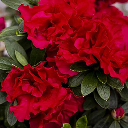 Rhododendron Azalea Encore® Autumn FIRE, Reblooming, Semi-Evergreen, Red Flowers, Low Maintenance, 1 x 3 Litre Potted Plant by Suttons