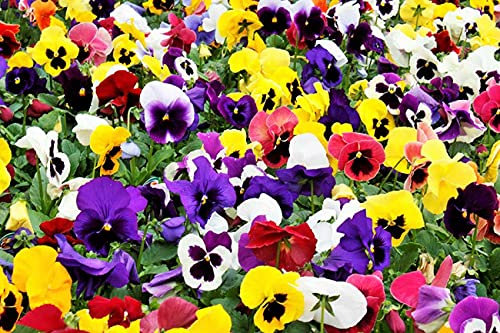 Winter Flowering Pansy Viola Mix 800 Seeds
