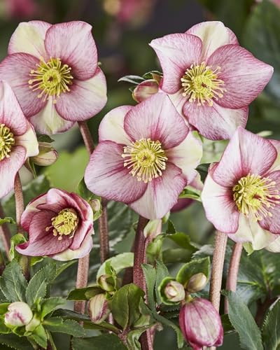 Ice N' Roses® Carlotta Lenten Rose - Live Plant (1 QT) - Helleborus | Snow Rose | Evergreen