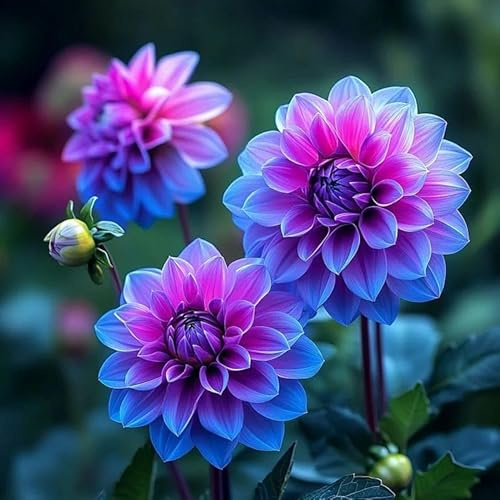 Brillante Rizoma Di Dalia, Resistenti Al Freddo E Alla Siccità, Facile Da Coltivare, Adatte Per La Decorazione Di Giardini-2 Rizoma-F