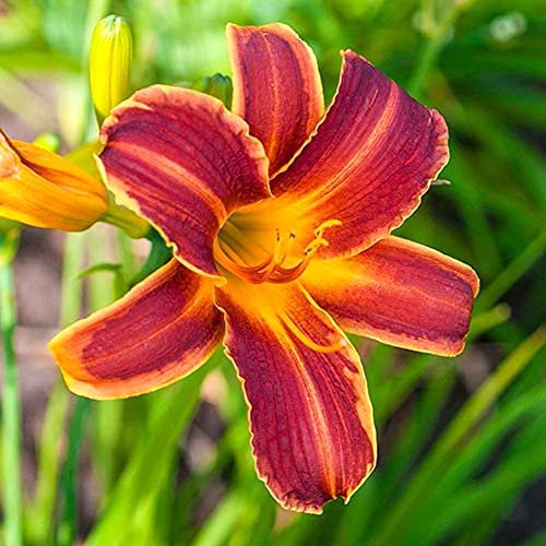 Daylily Hemerocallis bulbi bulbi di Hemerocallis resistente facile da sopravvivere