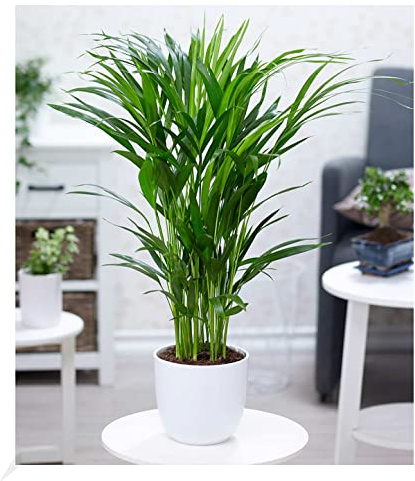BALDUR Garten 1x Areca Palme ca. 60-70 cm hoch, Pflanze im 17 cm-Topf, luftreinigende Zimmerpflanze, unterstützt das Raumklima, Zimmerpalme, Goldfruchtpalme, mehrjährig - frostfrei halten