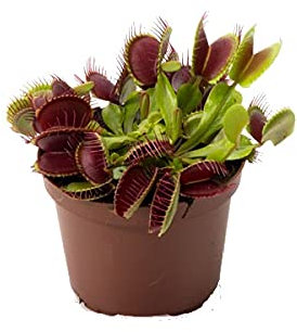 Planta Carnívora de Interior y Exterior Venus Atrapamoscas