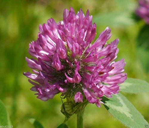 - Semi di trifoglio rosso, il miglior trifoglio per terreni poveri. (Trifolium Pratense) Inoculato (Semi da 1 Oz)