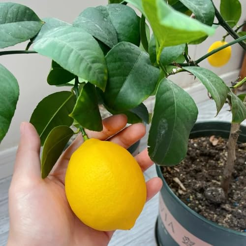Semi di limone, da balcone resistenti Semi di limone biologici, colonnari acquistarere da frutto rari 80pcs