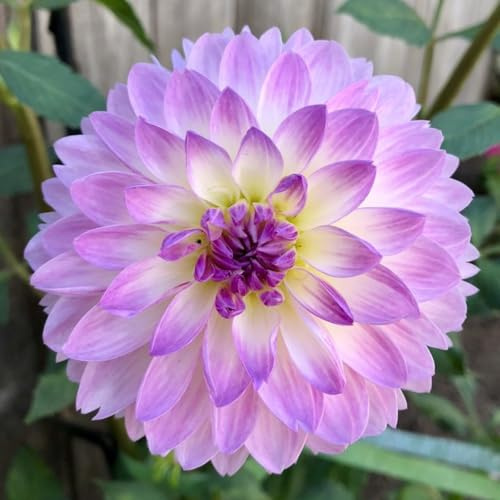 Dalia bulbi,Piante perenni,Dalia pianta vera,resistenti al freddo,Tagliare,Facile da curare(non artificiali)-2 bulbi-J