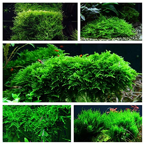 Moos Set mit 5 in Vitro Pflanzen Aquariumpflanzenset Nr.57 1-2 Grow. Becher Moose Aquarium Wasserpflanze