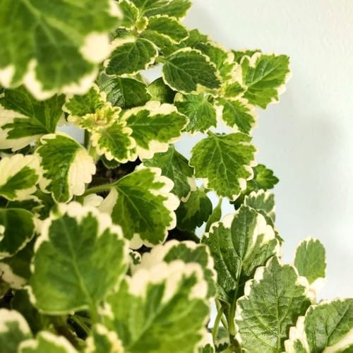 Semillas de Plectranthus - Plectranthus glabratus - verdes semillas de silvestres de cocina cobertura del suelo 150pcs