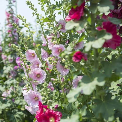 semi di malvarosa, malvarosa semi di da esotici selvatici da giardino Decorazioni per giardini esterni, 100semi