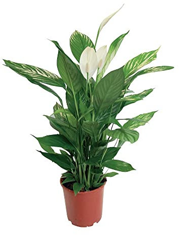 Espatifilo Natural: La Planta Que Necesitas Para Un Hogar Saludable y Hermoso