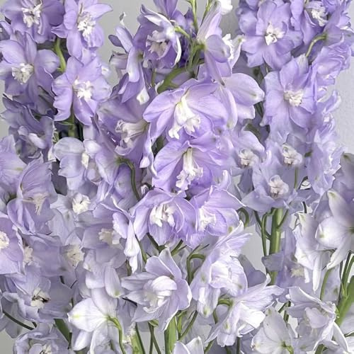 Semillas resistentes de la delphinium exóticas, delphinium para el jardín, resistentes 25pcs