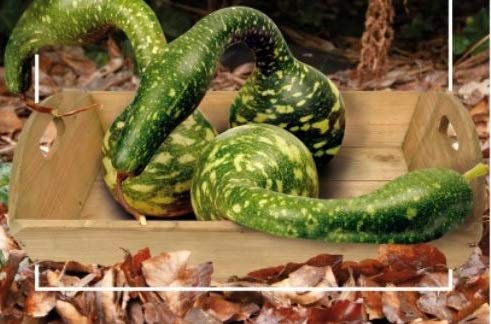 Pcs - 5x Lagenaria Siceraria Speckled Cygne Citrouille - Graines Courge Décorative KS562 - Seeds & Plants Shop by Ipsa