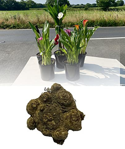 5 Zantedeschia Mixed Calla (Arum) Lily Bulbs/Rhizomes Size 22/- Large Bulbs Mixed Colours Summer Flowering Perennial : - by GARTHWAITE NURSERIES® : - UK Stockist