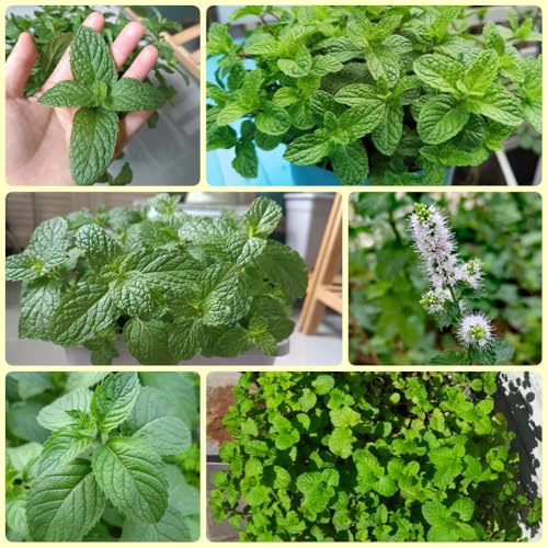 Semillas de menta verde - raras Semillas de menta orgánicas, Jardín de del balcón cobertura del suelo 800pcs