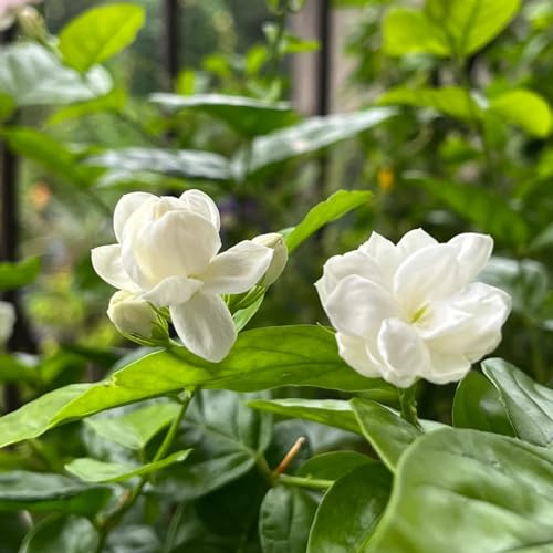 jazmín jardín de cortadas de jardín perennes resistentes interior exóticas balcón resistentes, al invierno Jazmín - semillas 50pcs