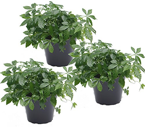 3er Set Kraut der Unsterblichkeit (Jiaogulan) 12cm Topf