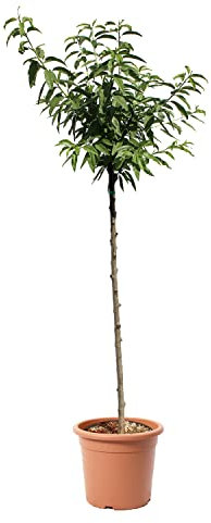KENTIS - Albero di Mandorlo - Prunus Dulcis - Piante Vere da Esterno - Pianta da Frutto - Vaso da Coltura Ø 28 cm