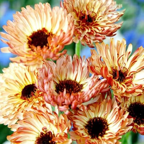 Pot Marigold Sunset Buff 1G Seeds + Freebie + Plant tag Calendula Officinalis Apricot, Yellow