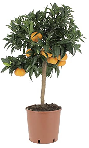 KENTIS - Plante de Mandarine - Citrus Reticulata - Vraies Plantes d'Agrumes - Arbres Fruitiers de Jardin de Balcon - Plante Fruitière Décoratives d'Extérieur - H 70-80 cm Pot de Ø 20 cm