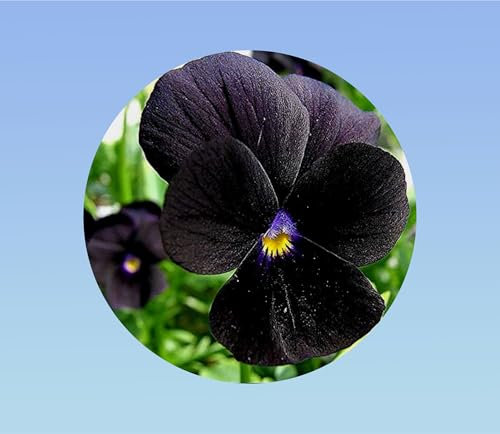 200 graines pensée Noire King - Viola x wittrockiana -plante ornementale