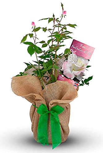 Carbeth Plants Rose Bush 'Fantastic at 60' - 60th Birthday Plant - Rose Bush Gift Wrapped with Bow - Present for a Loved One
