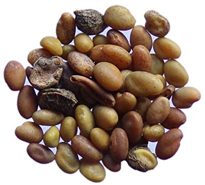 Mélilot Jaune - Melilotus Officinalis (Engrais Vert) SEM05 (40 grammes)