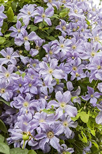 Clematis viticella 'Prince Charles' 60-100 cm - Italienische Waldrebe, lavendelblaue Blüten, Blütezeit Juni-September, ideal für Rankgerüste, pflegeleicht und winterhart