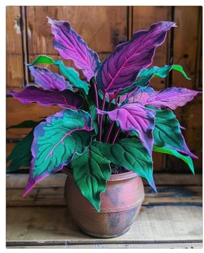 Exótica, Exclusivos, Vivaces, Rizomas de Hosta -Serenos - Curiosos, Cuidado Sencillo y Gran Adaptabilidad-4 Rizomas-C