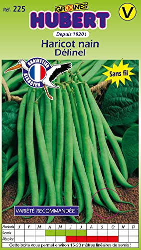Graines Non Traitées de haricot nain Delinel - 150 grammes