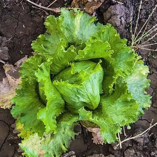 semi di lattuga iceberg biologici - vecchie varietà fresca verdi da appartamento giardino resistenti perenni 400pcs