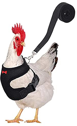 Teochew Harnais de Poule Réglable Noir en Nylon pour Poulet