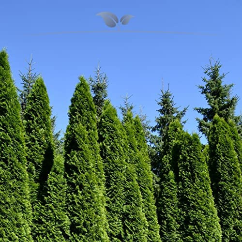Gardline - Lebensbaum Smaragd 160-180 cm IM TOPF. 3-150 Thuja Pflanzen. Ganzjährig pflanzen - 4 St. (ca. 1,5 Meter)