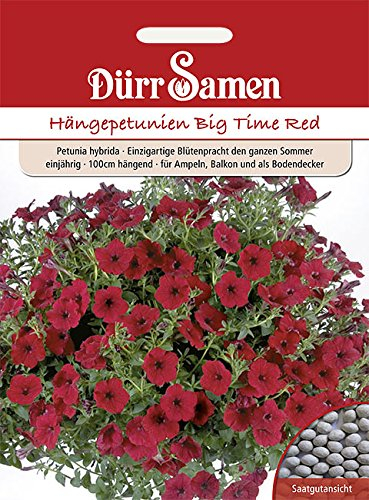 Petunie Big Time Red einjährig 100 cm hängend Samen