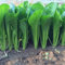 3000pcs Graines De Chou Chinois Plante De Légumes De Jardin De Nutrition Graines de Pak Choi