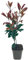 Photinia fraseri 'Red Robin' 40-60cm von Intragarten im c2 Topf