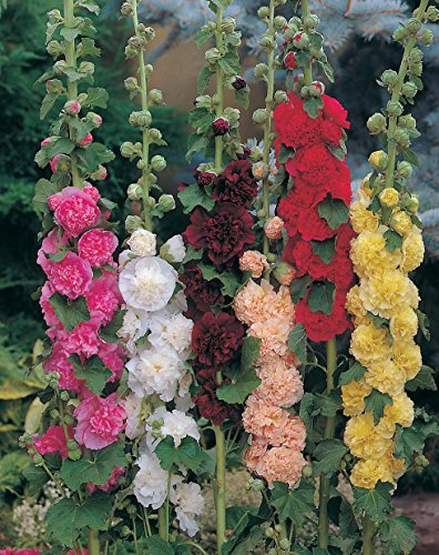 25 Hollyhock Chaters Double Seeds - Alcea Rosea - 25 Perennial Seeds