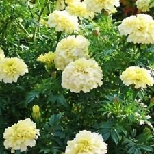 Marigold- Tagetes Erecta- Bianco- 25 semi