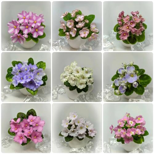 100 pcs usambaraveilchen samen, veilchen - Saintpaulia ionantha - balkon beet, samen geschenk usambaraveilchen pflanze kaufen blumen balkon, bonsai samen blumen garten, steingarten