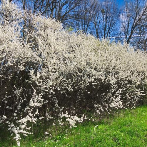 Blackthorn Hedging - White Flowers, Black Berries - Thorny for Protection - Instant Impact Trough-Grown - 4m (13') Height - 5X 2 Litre Potted Plants by Thompson & Morgan