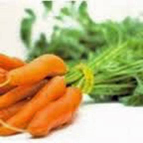 Carota, mignolo, Semi, Organico, non OGM, 50 semi, carote, Graine