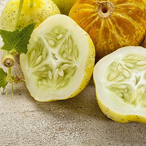 Citron Graines de concombre - Cucumis Sativus