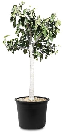 Tropictrees Higo con una altura de 170 cm y una circunferencia del tronco de 22 – 24 cm. Higos para hacer zumo y como ingrediente para platos sabrosos. Higo resistente con frutas comestibles