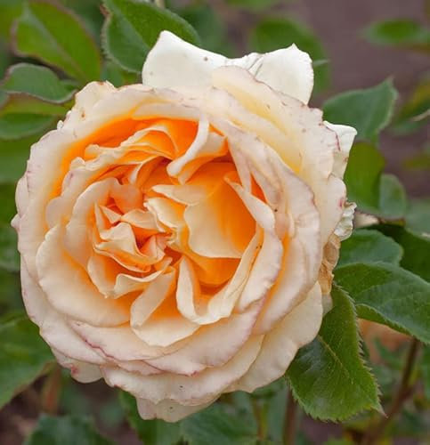 Edelrose Cappuccino 30-60cm