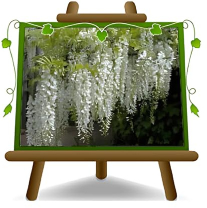 EURO PLANTS VIVAI Wisteria Brakybotrys Shiro Kapitan Fuji Glicine Blanco puro plantas trepadoras - sobre maceta de 17 cm - Altura 150-200 cm