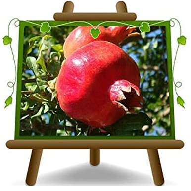 grenade Acco 128 Plante fruitière sur un pot de 20 - max 150 cm - 2 ans