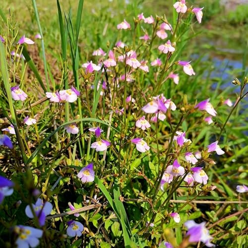 lippenmäulchen, luftreinigende mazus reptans deko kräuterbeet 100samen