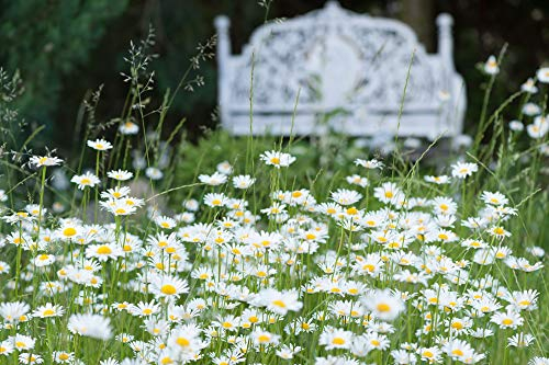 Magerwiesen-Margerite 1000 Samen (Leucanthemum vulgare) Oy eye daisy, Wildblume